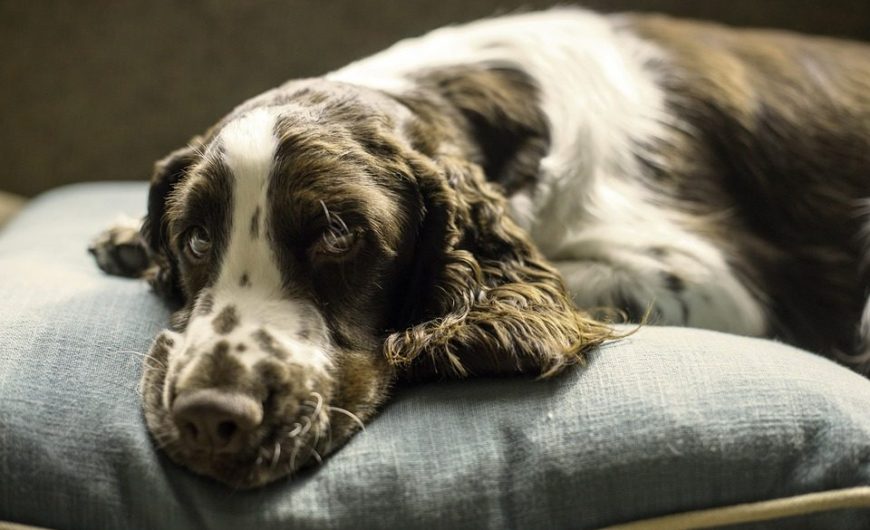 large dog beds